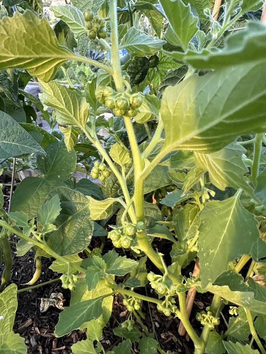 Garden photo