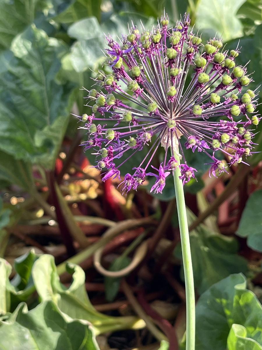 Garden photo
