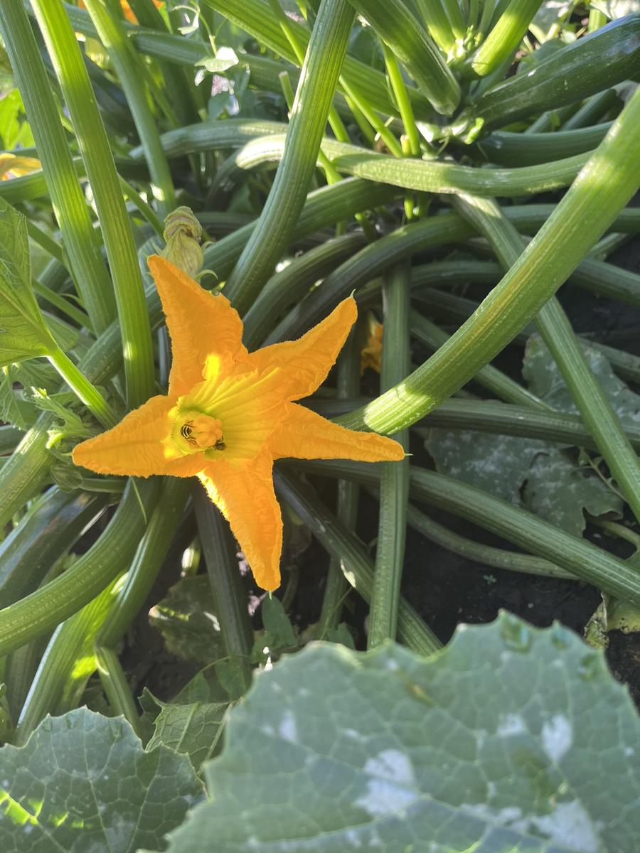 Garden photo
