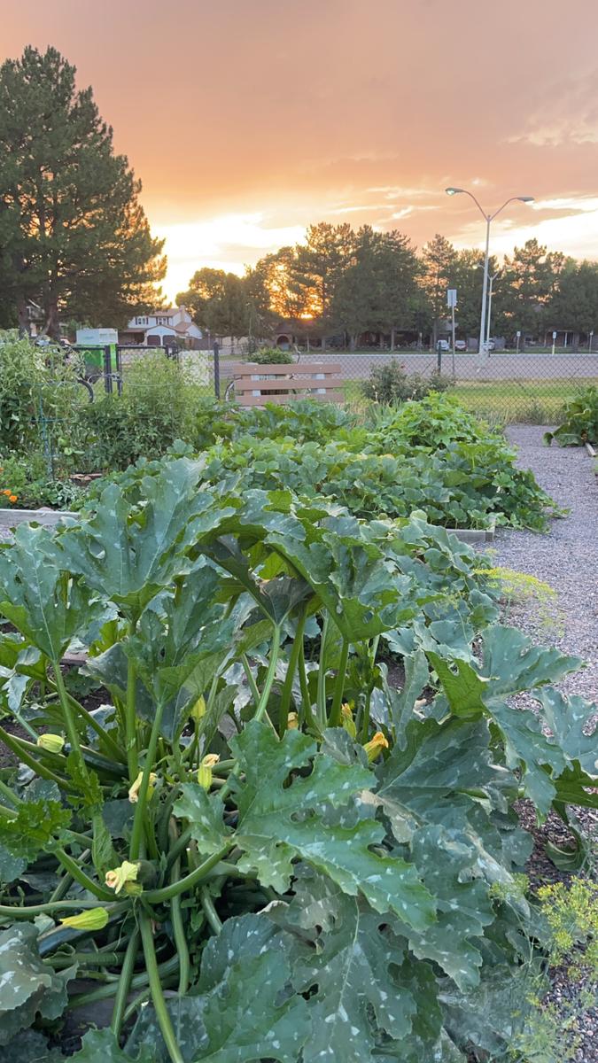 Garden photo