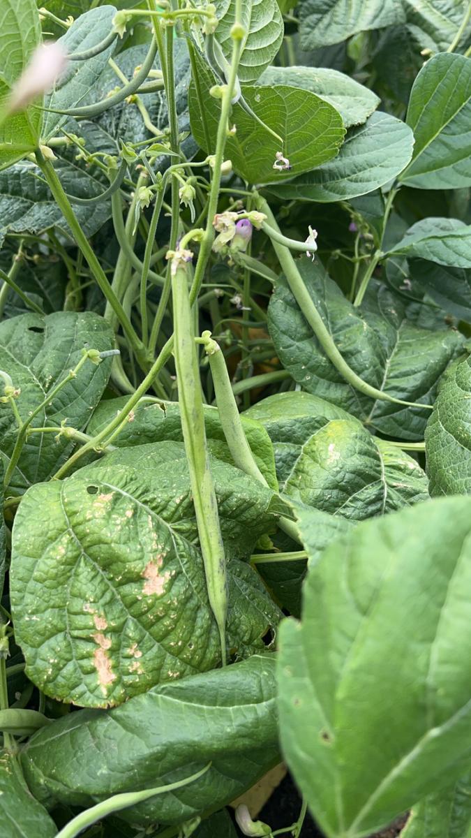 Garden photo