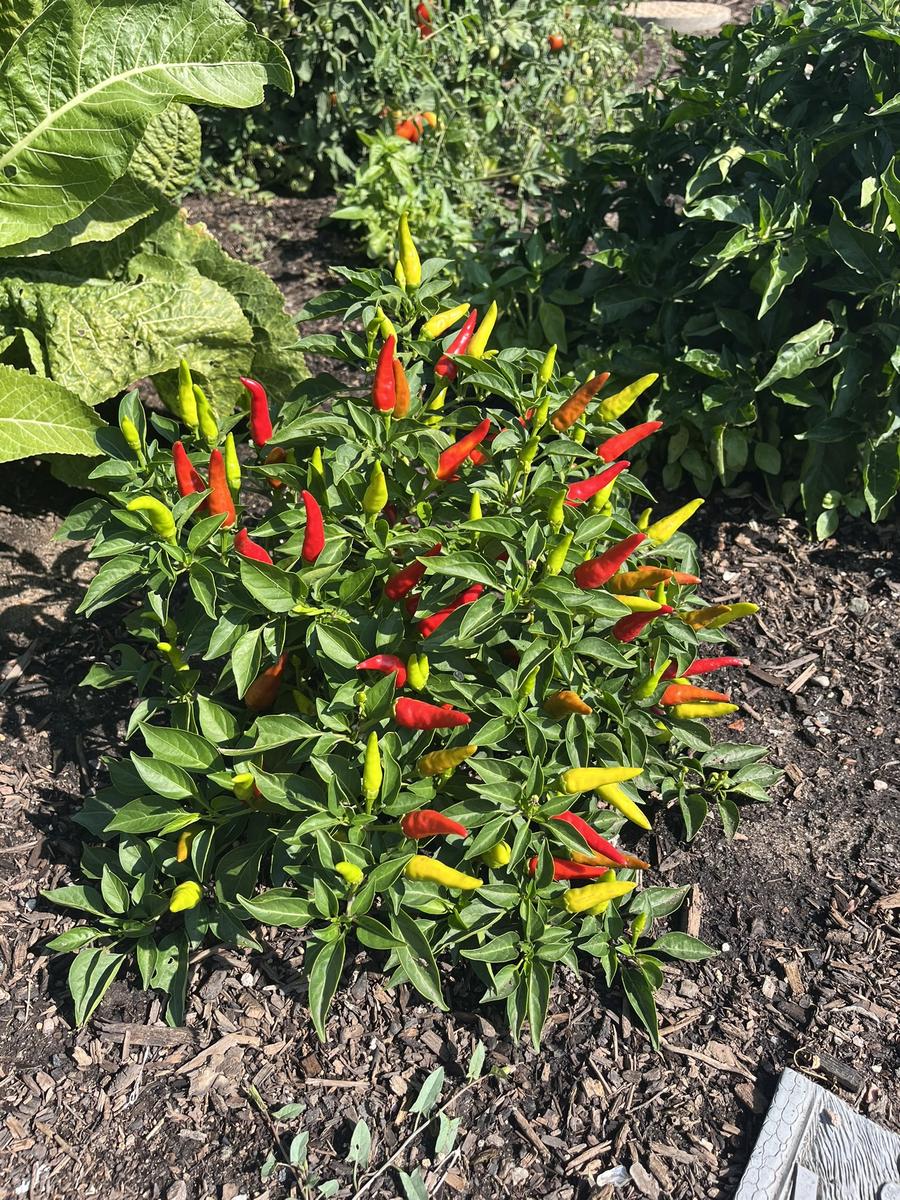 Garden photo
