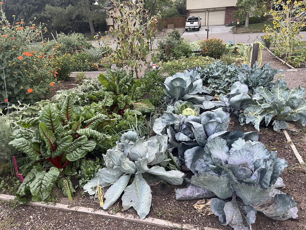 Garden photo