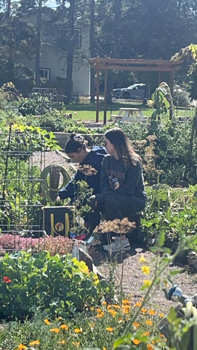 Garden photo